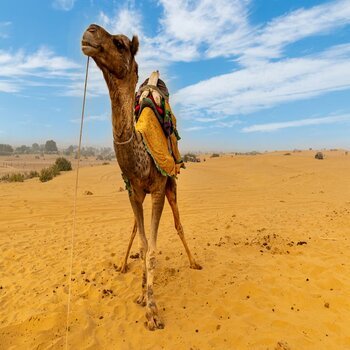 Rajasthan Tour Package From Surat